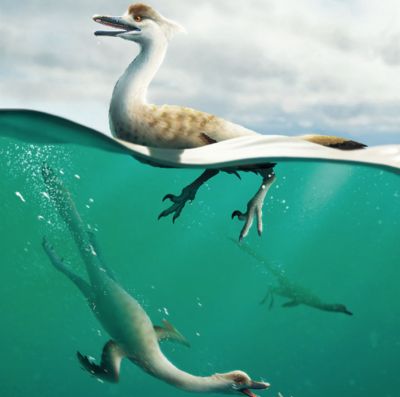 Динозавр из пустыни Гоби вел жизнь пингвина - новости экологии на ECOportal