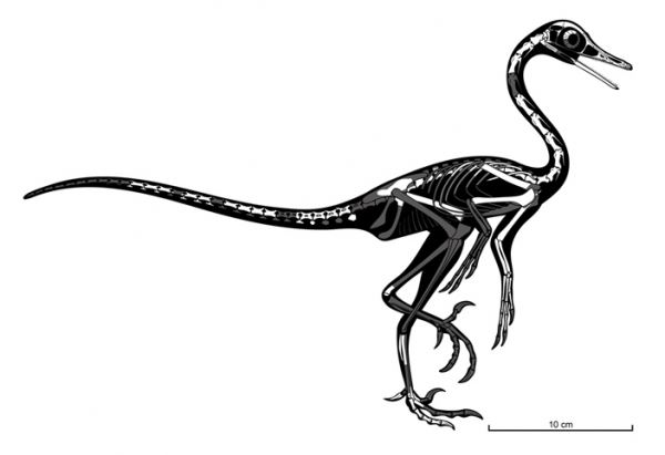 Динозавр из пустыни Гоби вел жизнь пингвина - новости экологии на ECOportal