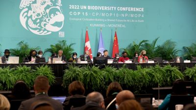 Глава ЮНЕП: Китай демонстрирует лидерство в продвижении защиты биоразнообразия — новости экологии на ECOportal