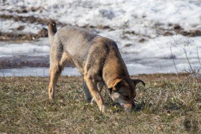 Кадыров призвал всех приютить по одной бездомной собаке или кошке - новости экологии на ECOportal