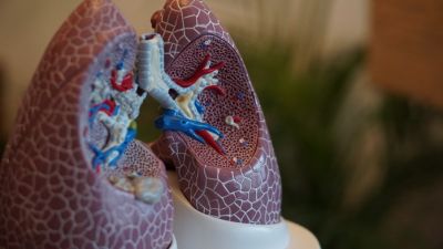 Как восстановить лёгкие после вируса — новости экологии на ECOportal