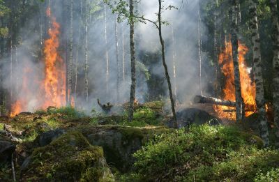 Площадь лесных пожаров в России в 2022 году снизилась впервые за пять лет - новости экологии на ECOportal
