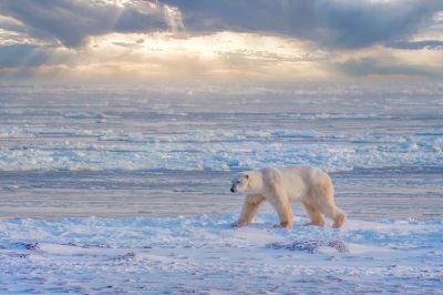 Популяция белых медведей сократилась почти вдвое за 40 лет - новости экологии на ECOportal