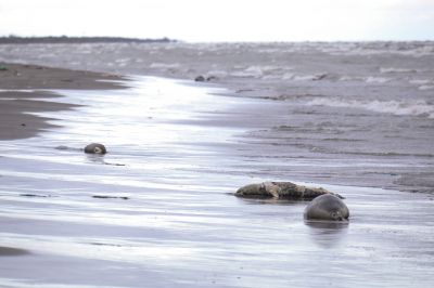 Ученые анализируют причины массовой гибели каспийских тюленей — новости экологии на ECOportal