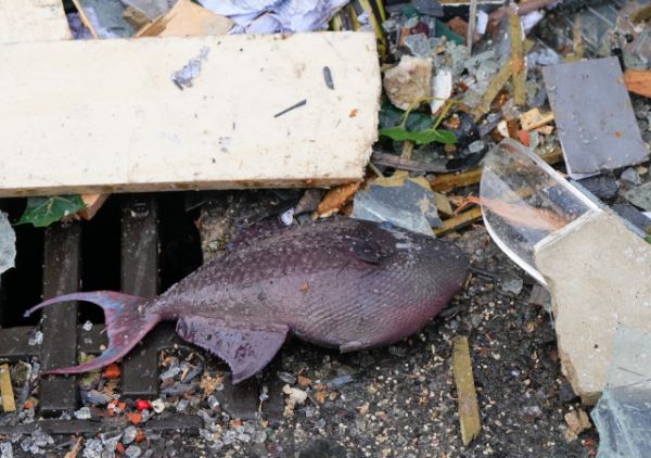 В Берлине лопнул гигантский аквариум: 1,5 тысячи рыб погибли - новости экологии на ECOportal