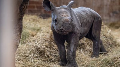 В Чехии родился детеныш находящегося на грани вымирания черного носорога - новости экологии на ECOportal