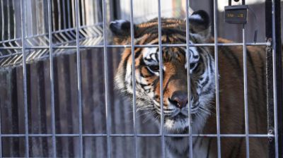 В Приморье объявили охоту на убившего собаку тигра - новости экологии на ECOportal