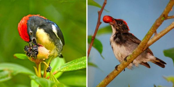 Цепенеющий цветоед — удивительная маленькая птичка - новости экологии на ECOportal