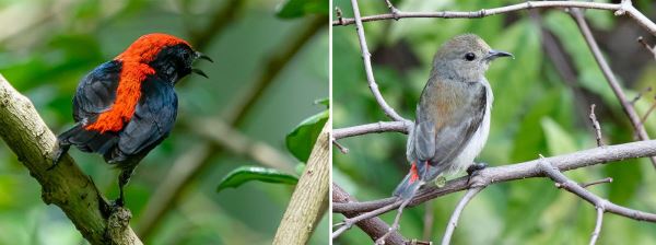Цепенеющий цветоед — удивительная маленькая птичка - новости экологии на ECOportal