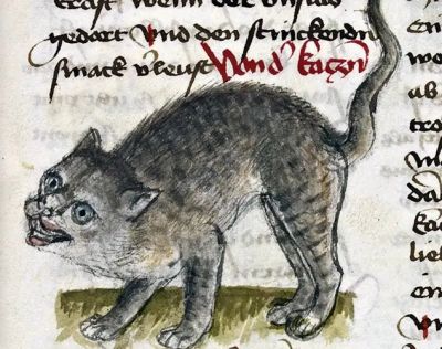 Как относились к кошкам в Средневековье? Спойлер: не все так однозначно - новости экологии на ECOportal