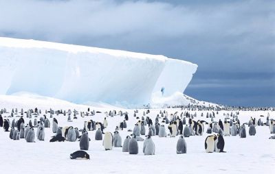 К концу века в Антарктиде могут погибнуть 97% видов животных - новости экологии на ECOportal