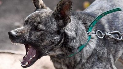 Названы способы предупредить агрессивное поведение собаки — новости экологии на ECOportal