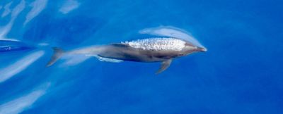 Новый подвид дельфинов появился в Тихом океане — новости экологии на ECOportal