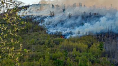 Рослесхоз планирует усовершенствовать методику проверки достоверности сведений о лесных пожарах - новости экологии на ECOportal
