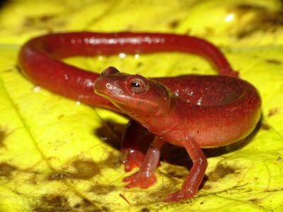 «Шоколадная» лягушка, сказочный губан и лохматый краб: 10 ярких видов животных, открытых в 2022 году — новости экологии на ECOportal