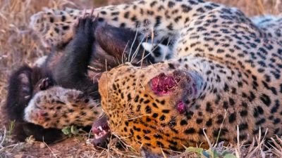 Смертельная схватка медоеда и леопарда попала на видео / Видео — новости экологии на ECOportal