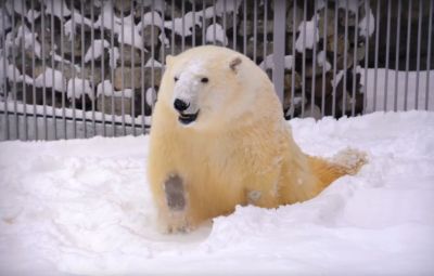 Спасенный белый медведь Диксон впервые вышел в вольер и повалялся в снегу / Видео - новости экологии на ECOportal