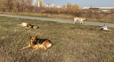 В Барнауле подросток сломал ногу, убегая от бродячих собак — новости экологии на ECOportal