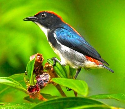 Цепенеющий цветоед — удивительная маленькая птичка — новости экологии на ECOportal