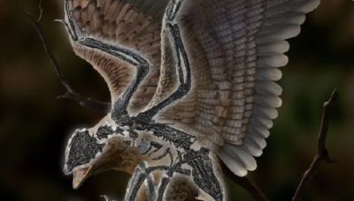 В Китае нашли птицу с головой динозавра - новости экологии на ECOportal
